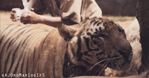 Tijger GIF. Dieren Tijger Gifs Hond 