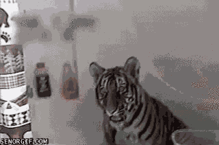 Dieren Tijger Gifs dier Bengalen Siberisch 