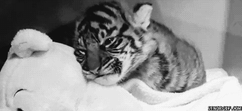 Dieren Schattig Tijger Gifs welp vlijen 