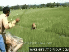 Tijger GIF. Dieren Tijger Gifs Doen 