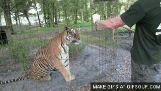 Anime Dieren Tijger Gifs geanimeerde 