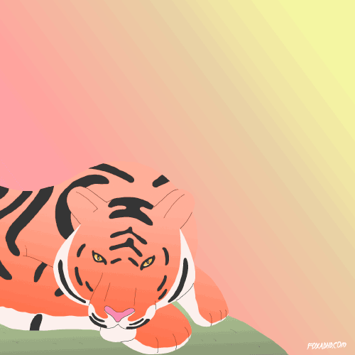 Dieren Tijger Gifs het+liggen naadloos ademhaling 