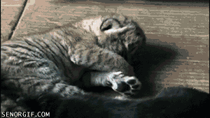 Tijger GIF. Dieren Tong Tijger Gifs Majestueus 