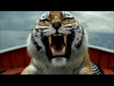 Dieren Natuur Tijger Gifs koel 