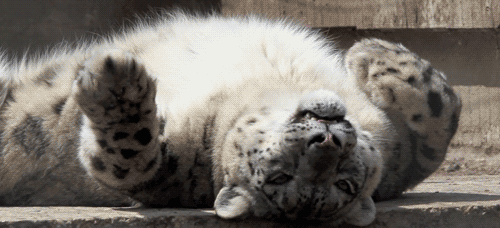 Dieren Grappig Tijger Gifs likken het+liggen 