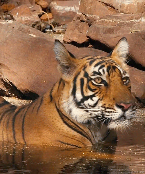 Dieren Tijger Gifs 