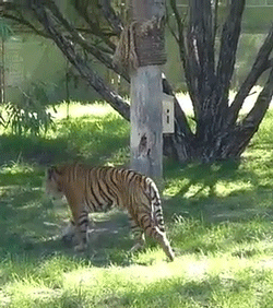 Tijger GIF. Dieren Tijger Gifs Hond 
