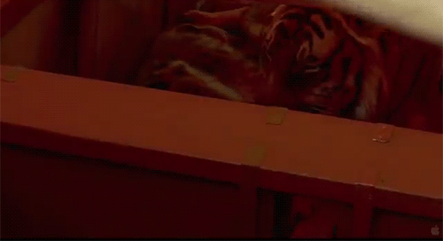 Dieren Tijger Gifs ontspannend knipperen chilling bakkebaarden 