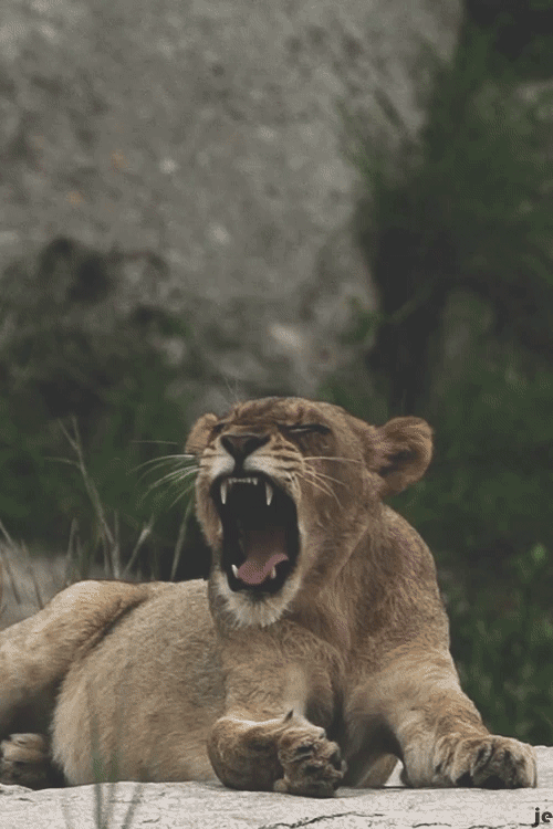 Dieren Dierentuin Natuur Tijger Gifs dier gebrul chilling 