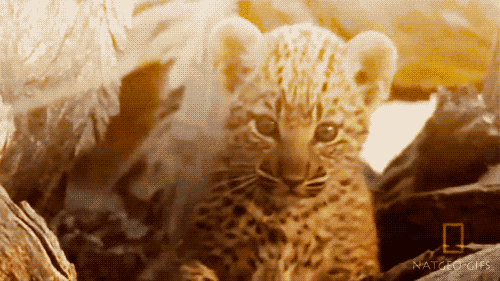 Dieren Leeuw Tijger Gifs zittend gapende 