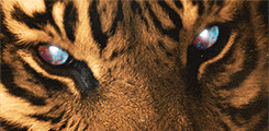 Tijger GIF. Anime Dieren Tijger Gifs Geanimeerde 