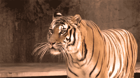 Dieren Grappig Tijger Gifs likken het+liggen 