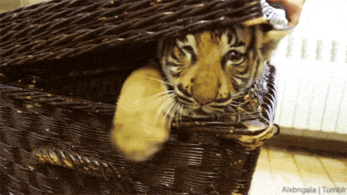Dieren Zwemmen Tijger Gifs onderwater 