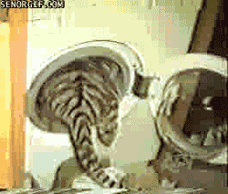 Tijger GIF. Dieren Spelen Tijger Gifs Hond 