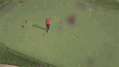 Dieren Ogen Tijger Blauw Gifs 