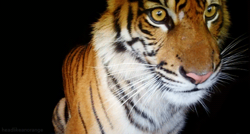 tiger-LcsK1x.gif