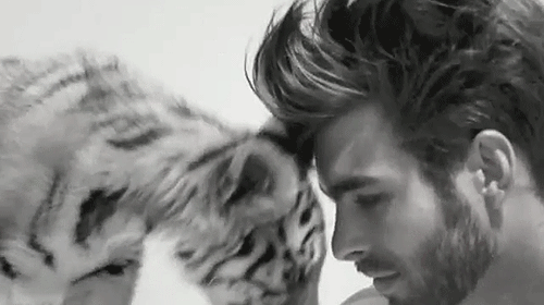 Dieren Luipaard Mode Tijger Gifs knipperen fashgif lanvin 