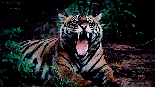 Dieren Natuur Tijger Gifs dier dieren+in+het+wild 