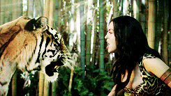 Tijger GIF. Dieren Tijger Gifs 