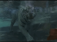 Tijger GIF. Dieren Bang Film Tijger Boot Gifs Oceaan Grommen 