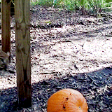 Tijger GIF. Dieren Zwemmen Schattig Water Tijger Gifs Critter 
