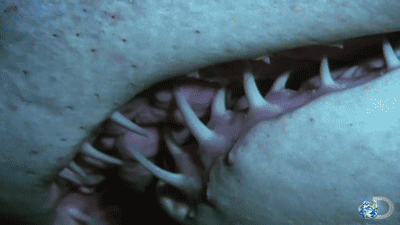 Dieren Tijger Gifs ontspannend knipperen chilling bakkebaarden 