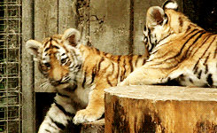 Tijger GIF. Dieren Kunst Tijger Gifs Animatie Illustratie Tekening Illustrator 