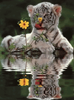 Dieren Natuur Tijger Gifs 
