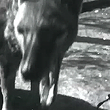 Tijger GIF. Dieren Kunst Tijger Driehoek Gifs 