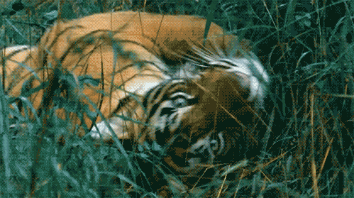 Dieren Natuur Tijger Gifs koel 
