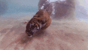 Tijger GIF. Dieren Tijger Gifs Dier 