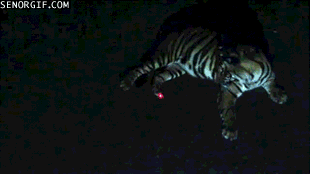 Dieren Tijger Gifs 