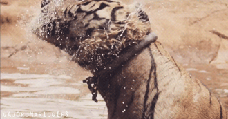 Dieren Verward Baby Tijger Gifs welpen 