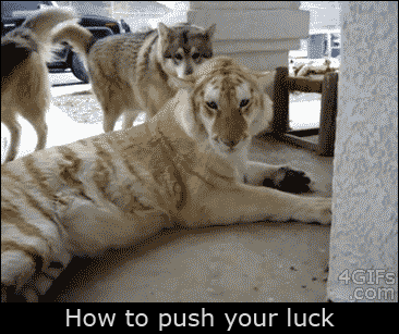 Dieren Tijger Gifs haai 