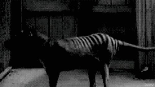 Dieren Dierentuin Tijger Gifs dier knipperen relaxed welp chilling 
