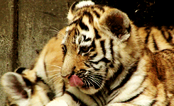 Tijger GIF. Dieren Leeuw Tijger Gifs Zittend Gapende 