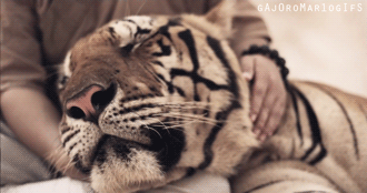 Dieren Liefde Tijger Gifs schoonheid amor carinho tigre 