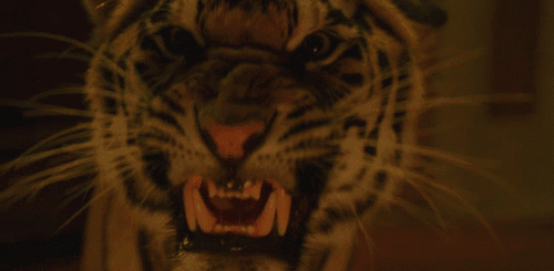 Dieren Voedsel Tijger Gifs vent probeert 