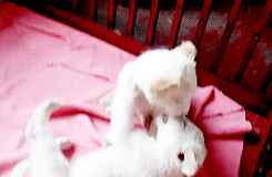 Tijger GIF. Dieren Tijger Gifs Omhoog Ontwaken 