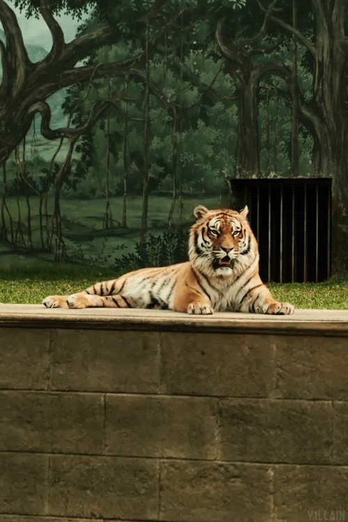 Dieren Tijger Gifs tand 