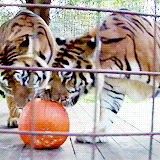 Tijger GIF. Dieren Tijger Gifs Haai 