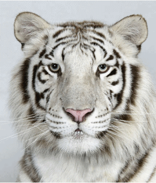 Dieren Tijger Gifs 
