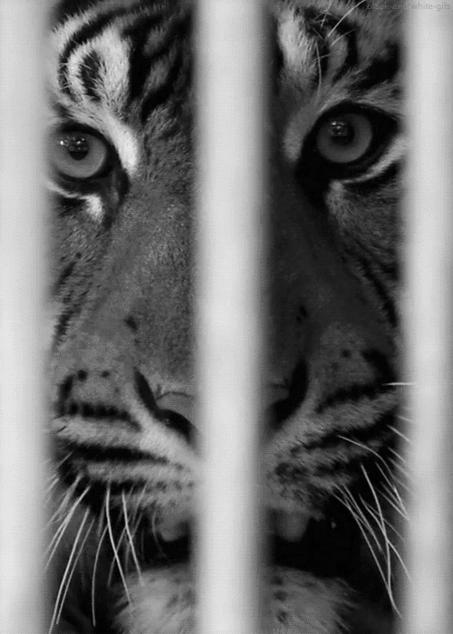 Dieren Ogen Tijger Gifs opgewonden gebrul grommen kooi 
