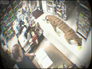 Dieren vrienden Tijger Gifs 