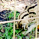 Tijger GIF. Dieren Vrienden Tijger Gifs 