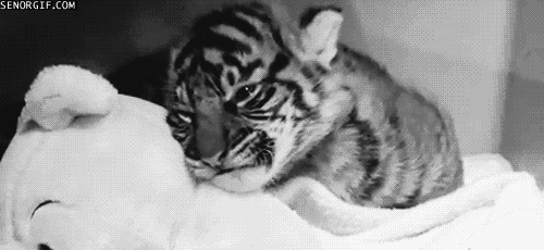 Dieren Leeuw Tijger Gifs 