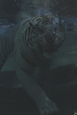Dieren Tijger Gifs haai 