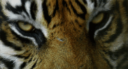 Tijger GIF. Dieren Tijger Gifs 