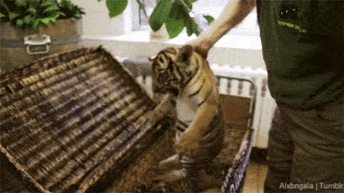 Dieren Grappig Wild Tijger Gifs glimlach glimlachen 
