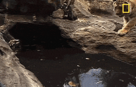 Dieren Tijger Gifs 